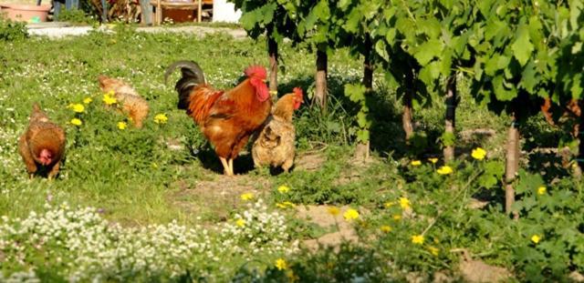 Lithies Farm Houses Василікос Екстер'єр фото